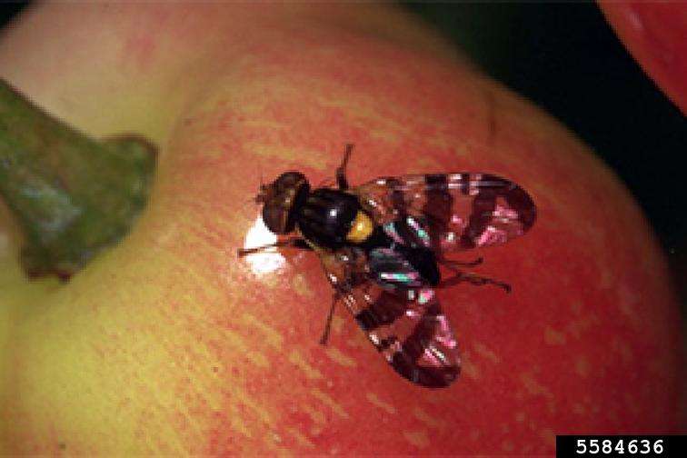 European cherry fruit fly adult on a ripening cherry.