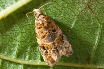 Gray and brown moth on a grapevine leaf.