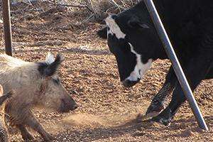 feral hog head to head with a cow