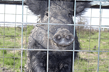 Feral Swine in a Cage