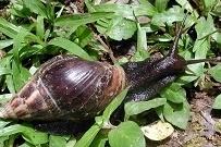 Giant African Snail