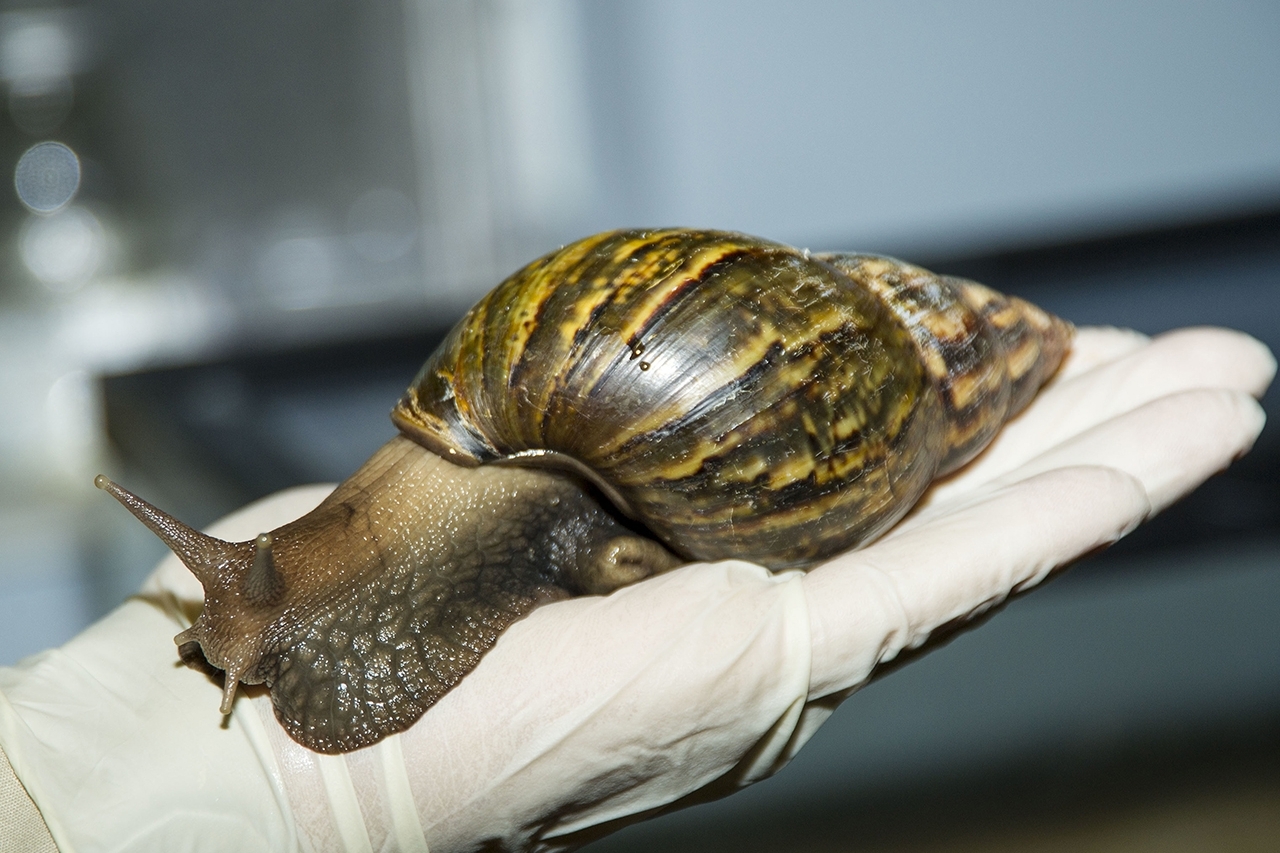 Large brown snail, approximately 8 inches in length, that has a dark brown shell with lighter brown vertical stripes sitting on a gloved hand. 