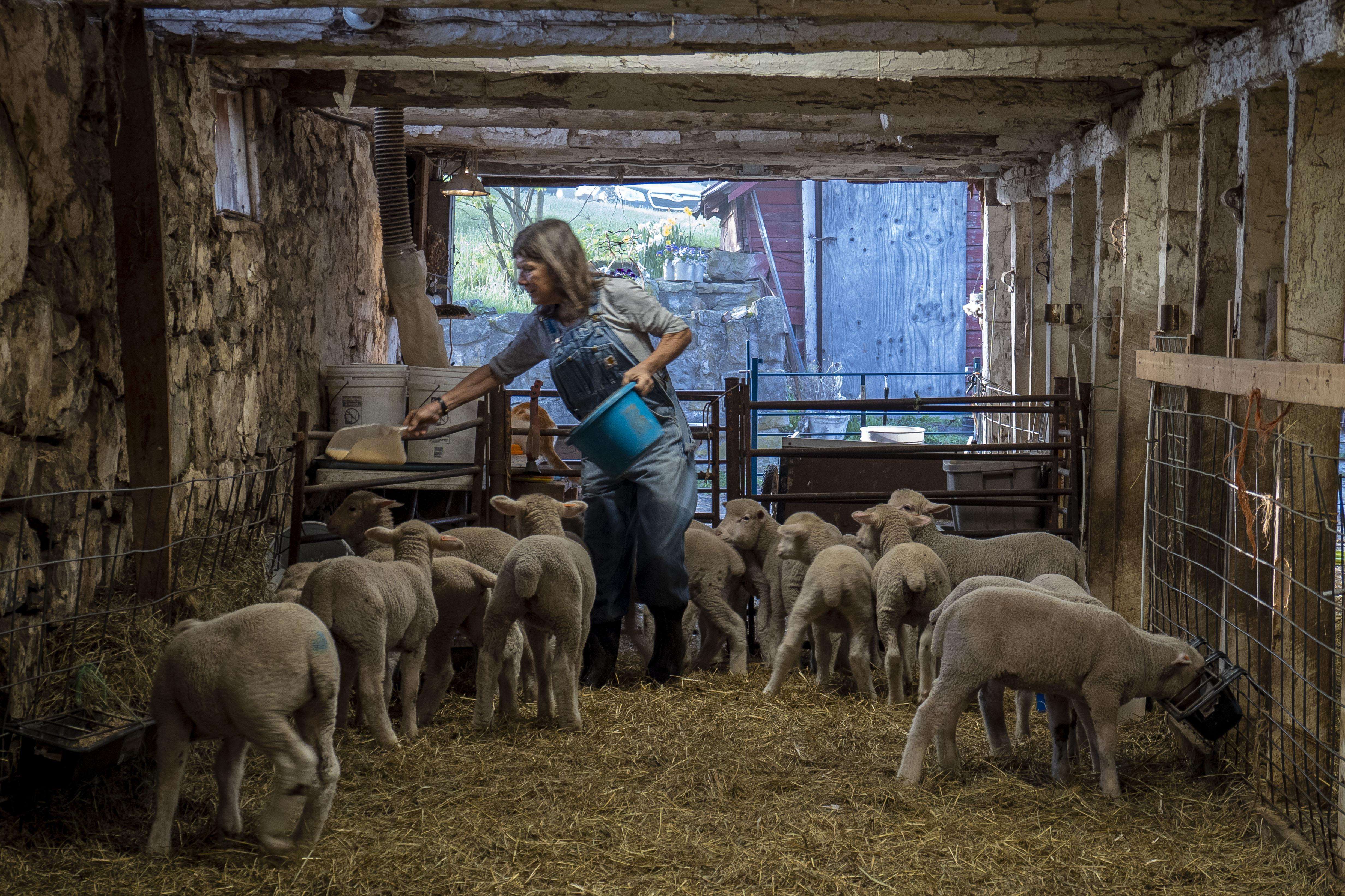 Woman feeding sheep