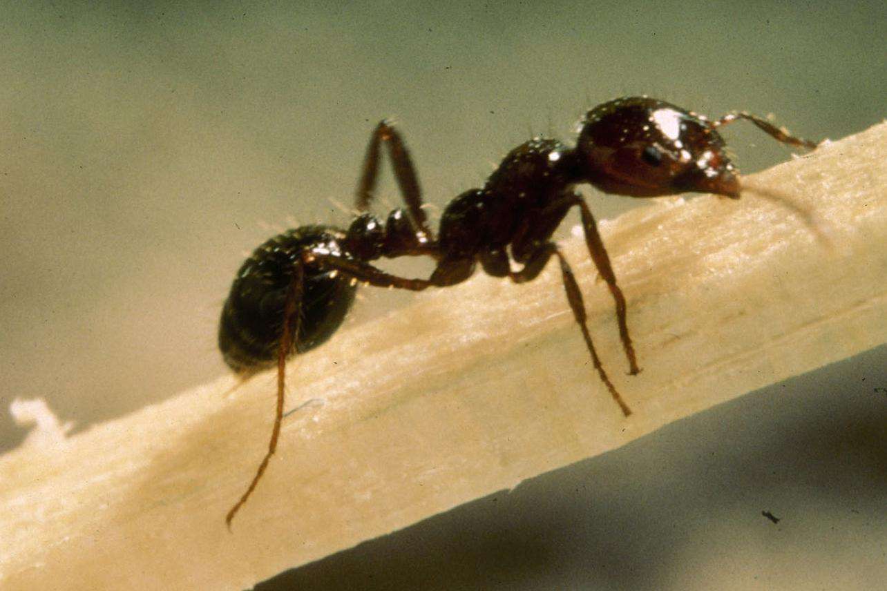 Red imported fire ant crawling on young tree branch.