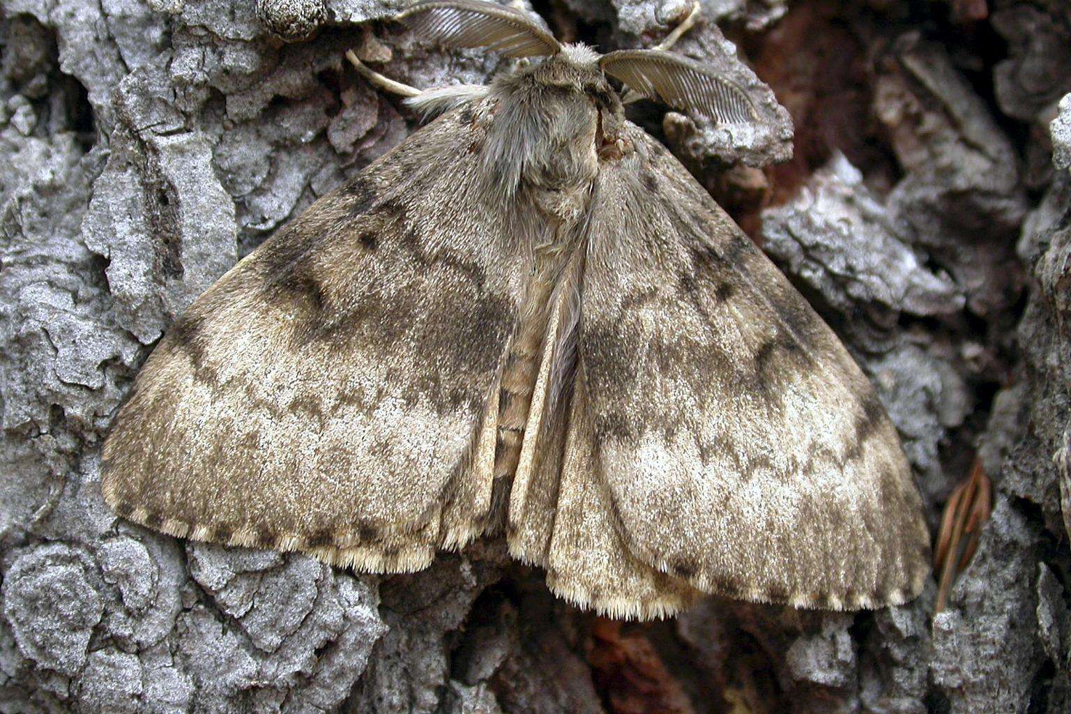 Adult Male Flighted Spongy Moth