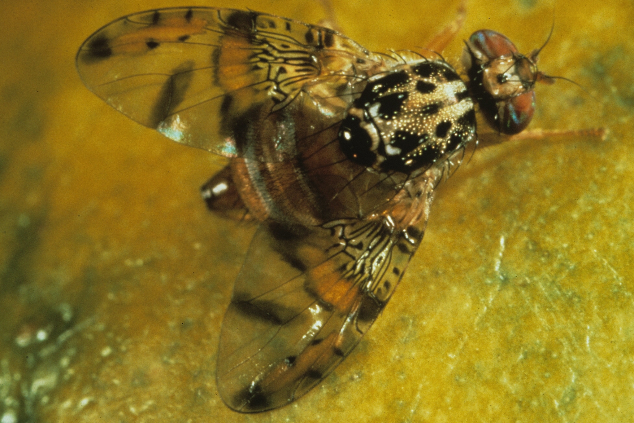 Adult Mediterranean fruit fly on fruit.