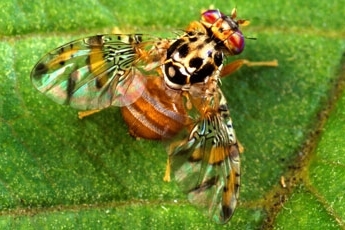 Mediterranean Fruit Fly