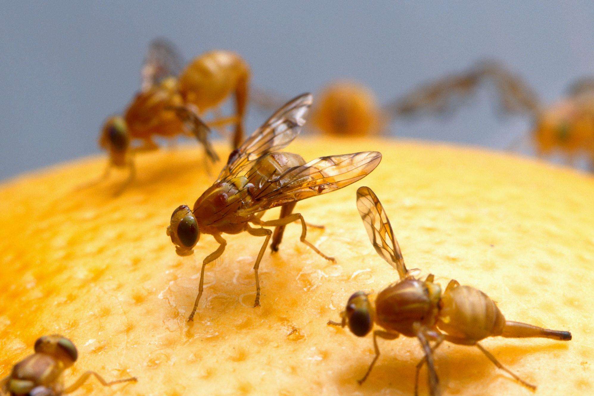 Several pale orange-yellow mexflies with transparent wings on the surface of an orange. 