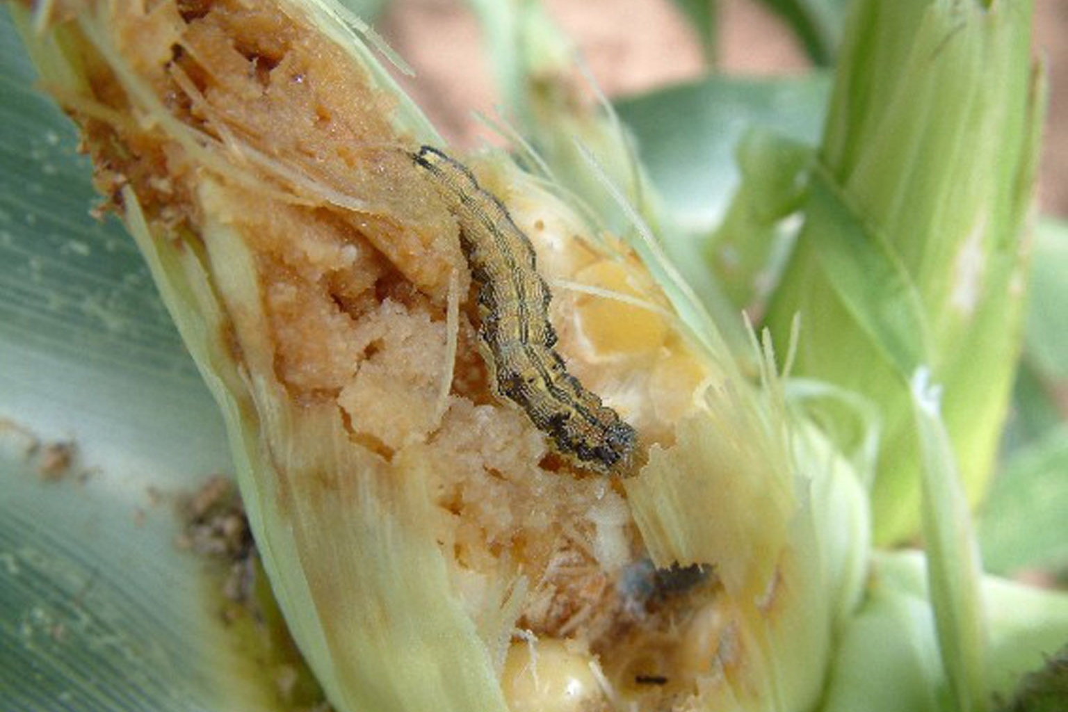 old world bollworm