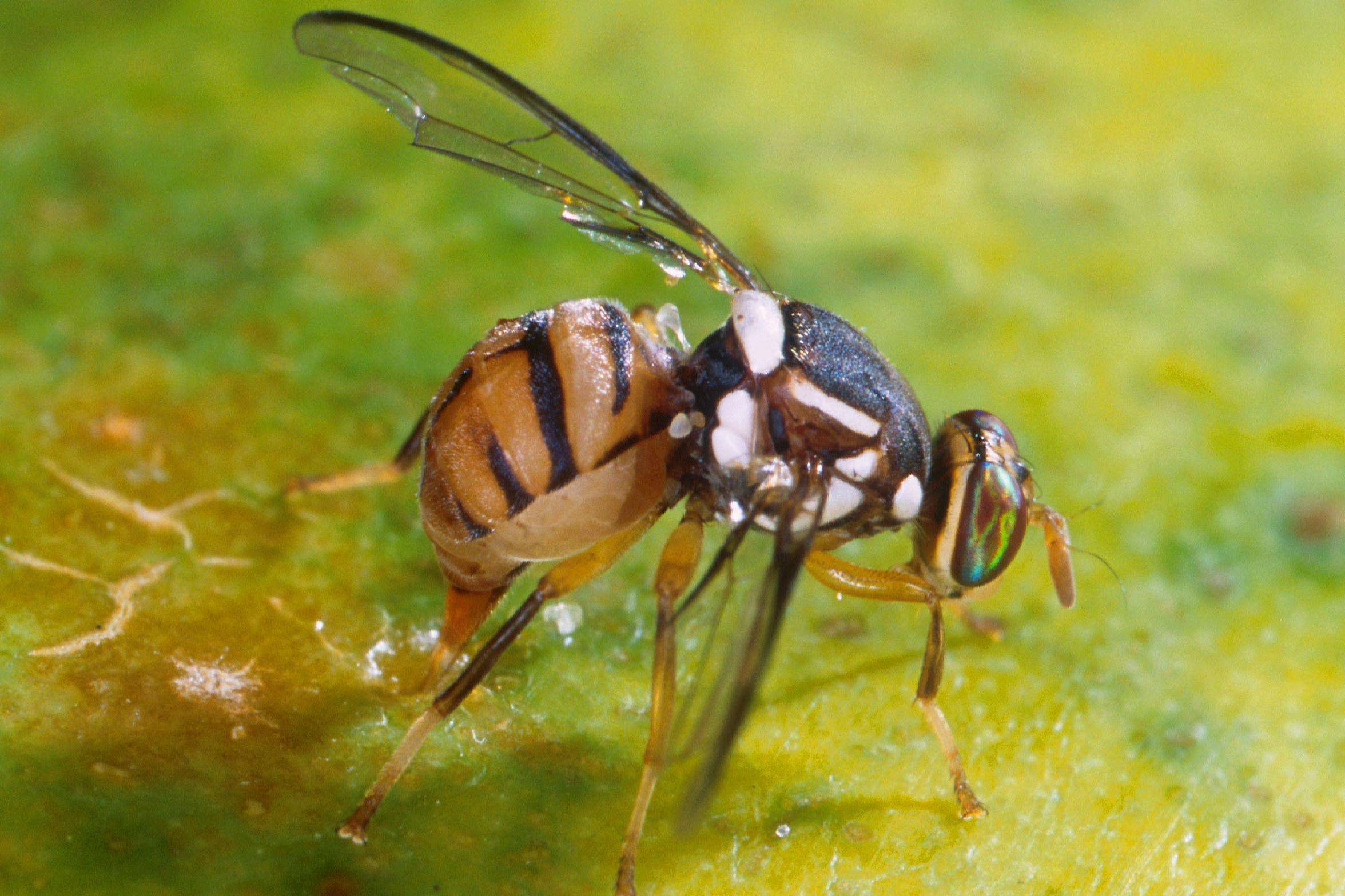 Fruit fly with white spots on a dark-brown thorax and a tan abdomen with dark-brown to black markings.