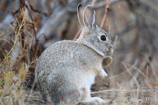 Rabbit in the wild