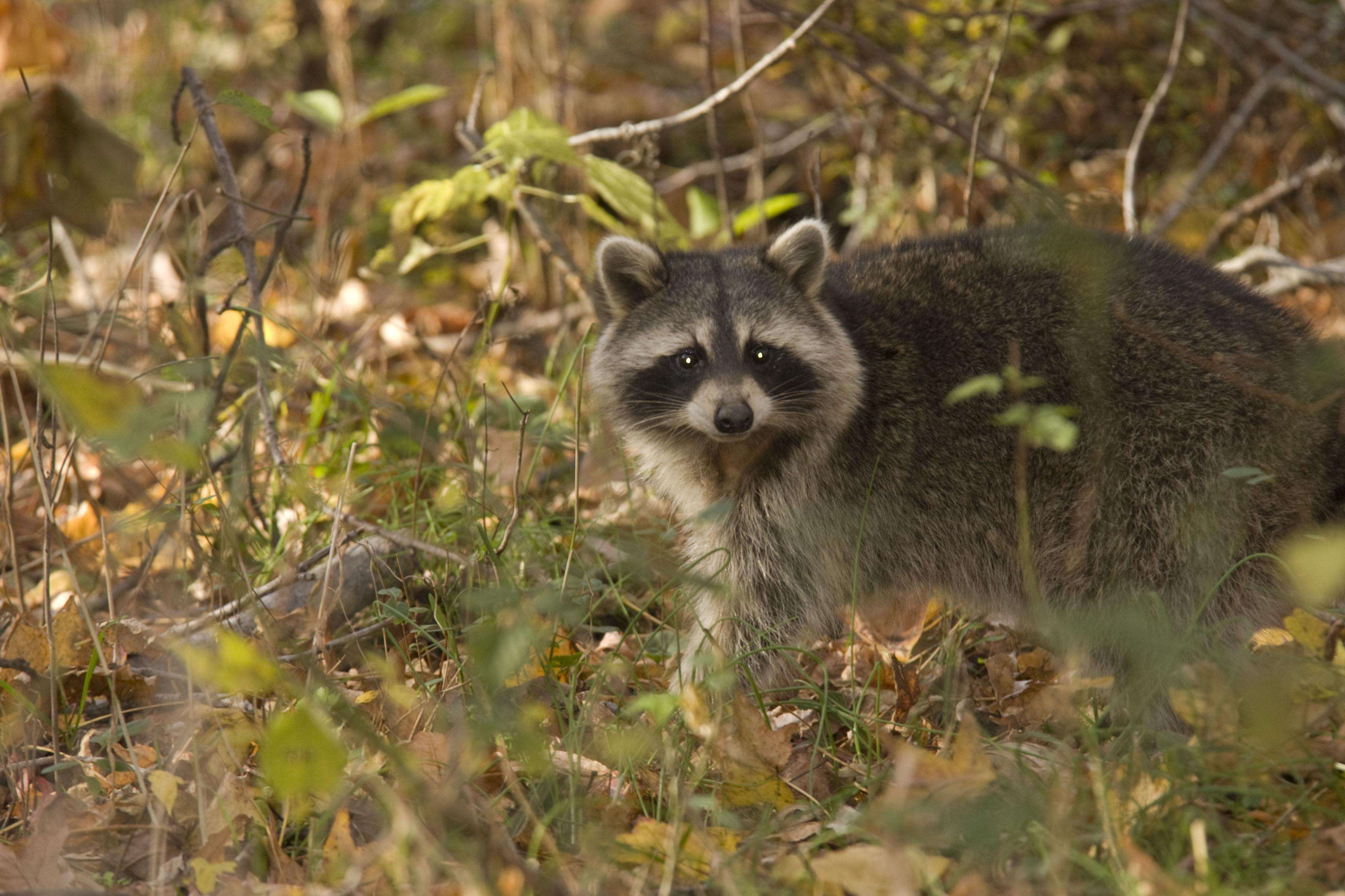 Raccoon walking in the woods