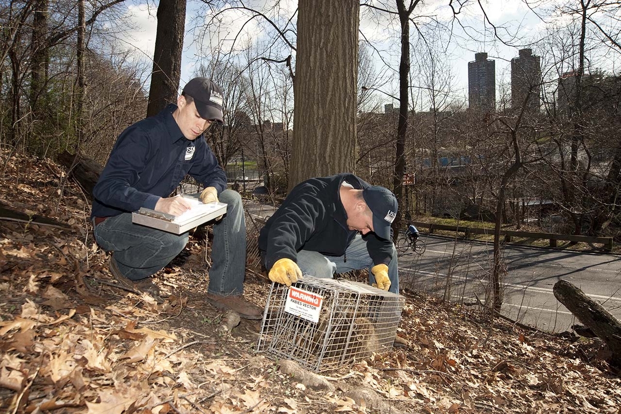 Wildlife Services employee making notes on a clipboard as another employee examines a raccoon in a cage.