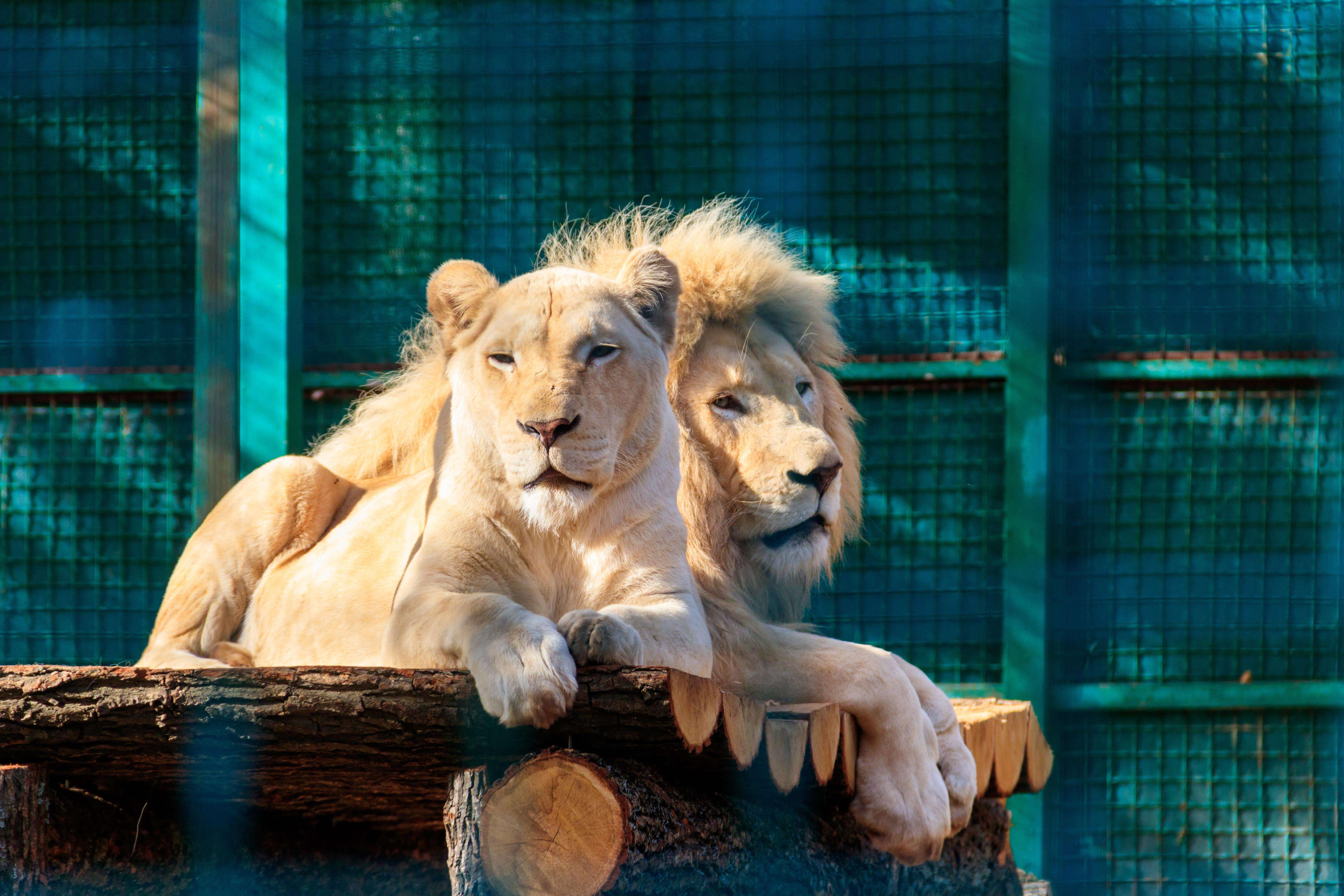 2 lions in zoo