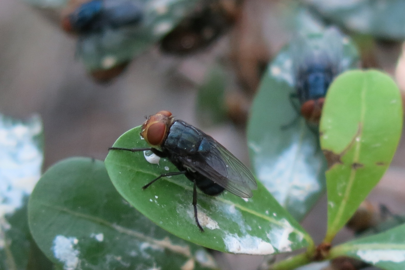 Screwworm fly with orange eyes and a dark metallic-blue colored body sitting on a green leaf. 