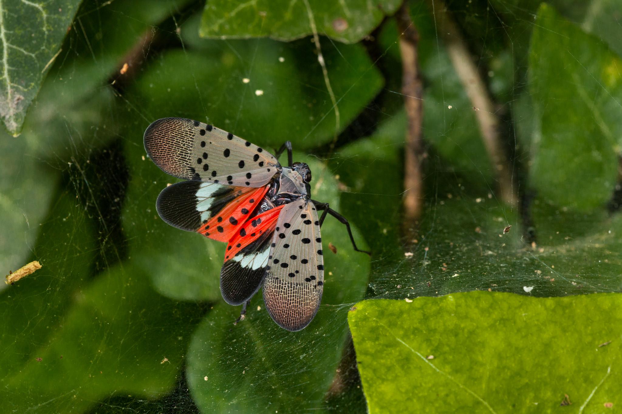 Adult spotted lanternfly with wings spread caught in a spider web.