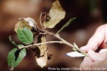 Sudden Oak Death