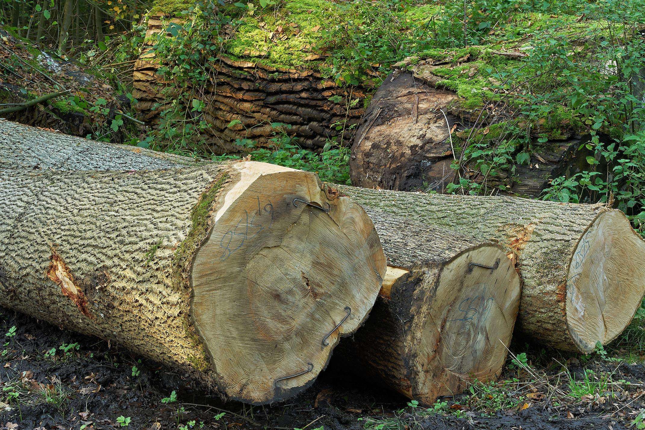 timber logs