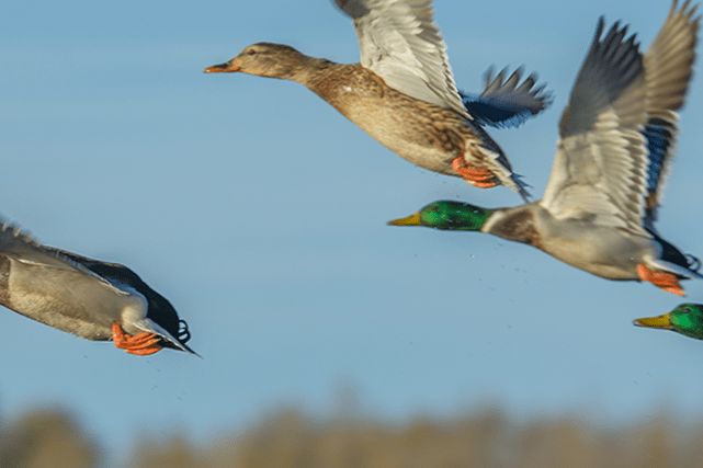 Ducks flying