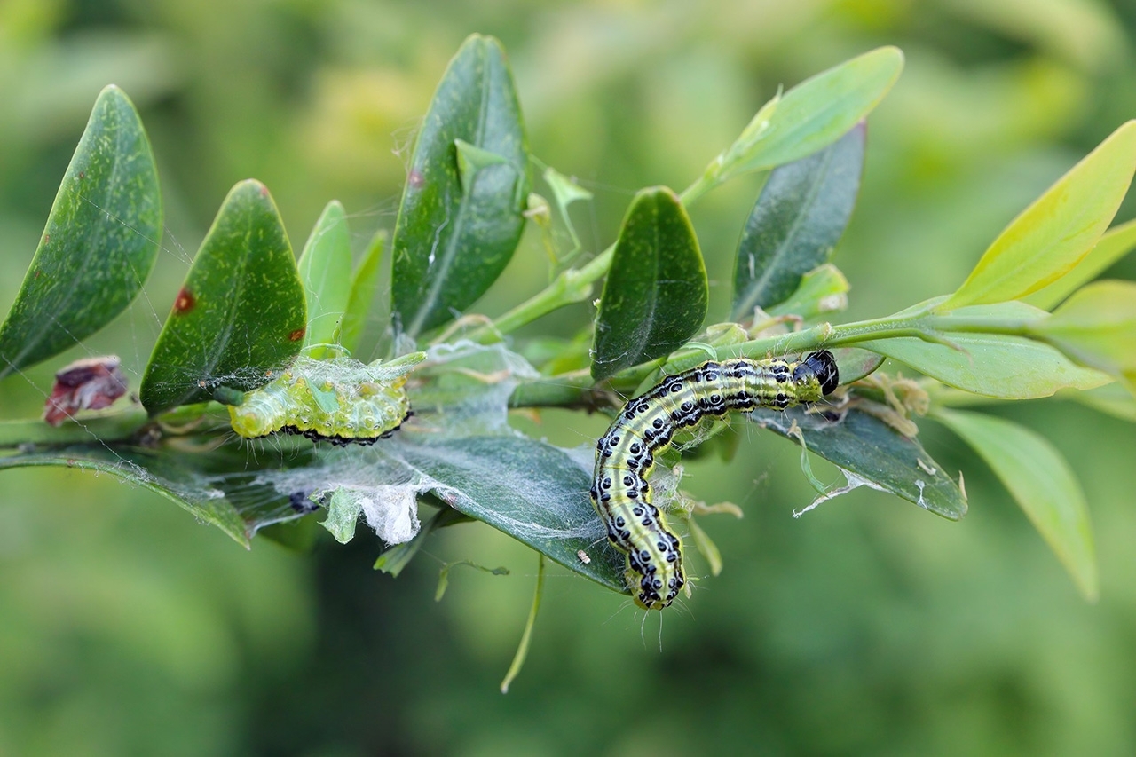 box tree moth caterpillar on a boxwood plant