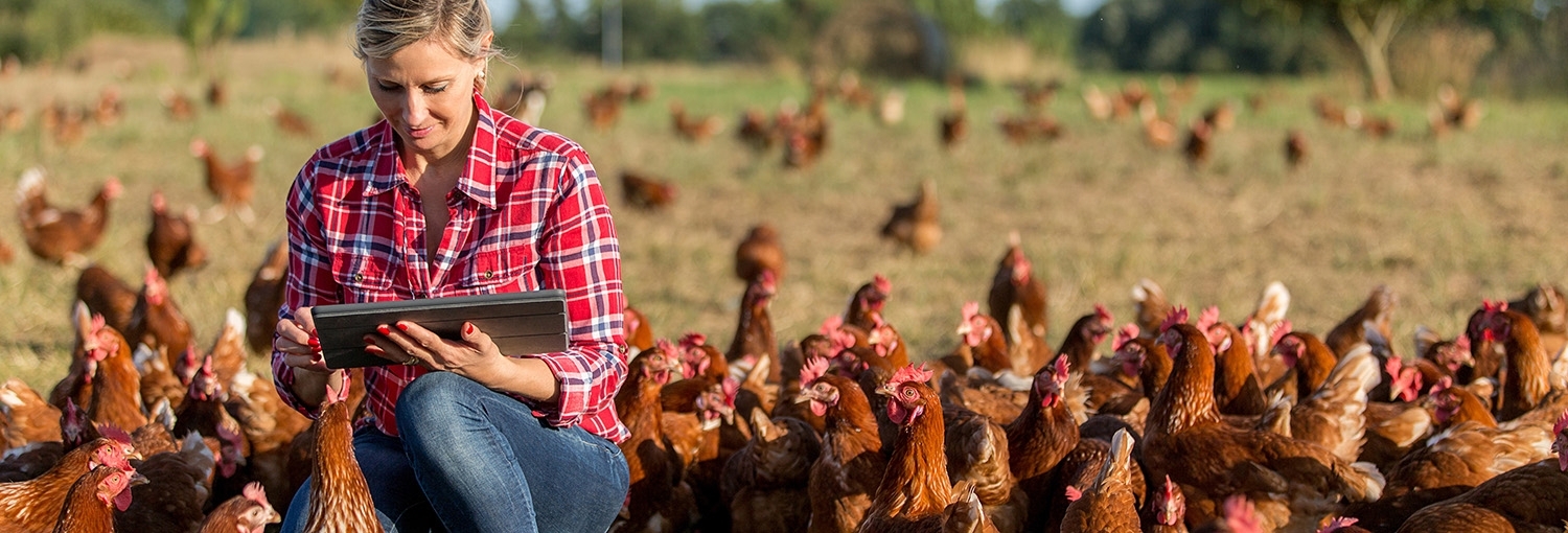 woman using a tablet while kneeling in a field, surrounded by brown chickens