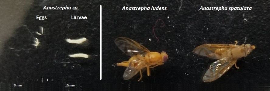 Mexican fly eggs larva, anastrepha ludens, and anastrepha spatulata. The eggs look like grains of rice and the larvae have an elongated cylindrical shape and are white in color. The insect body is a pale orange-yellow and the wings are clear except for several yellow and brown stripes.
