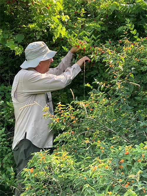 USDA Lab Technician collecting fruit fly-infested wild honeysuckle berries.