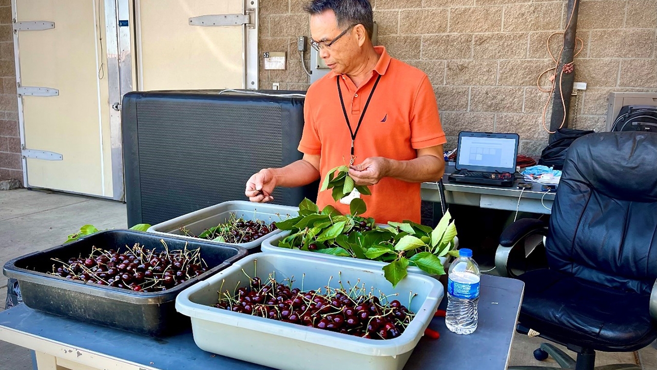 Biological Scientist sorting through cherries after steam heat treatment of cherries.