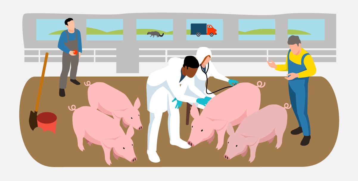 Illustration showing a vet examining pigs in a barn while the producer watches