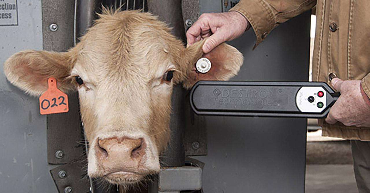 cow with an electronic ear tag