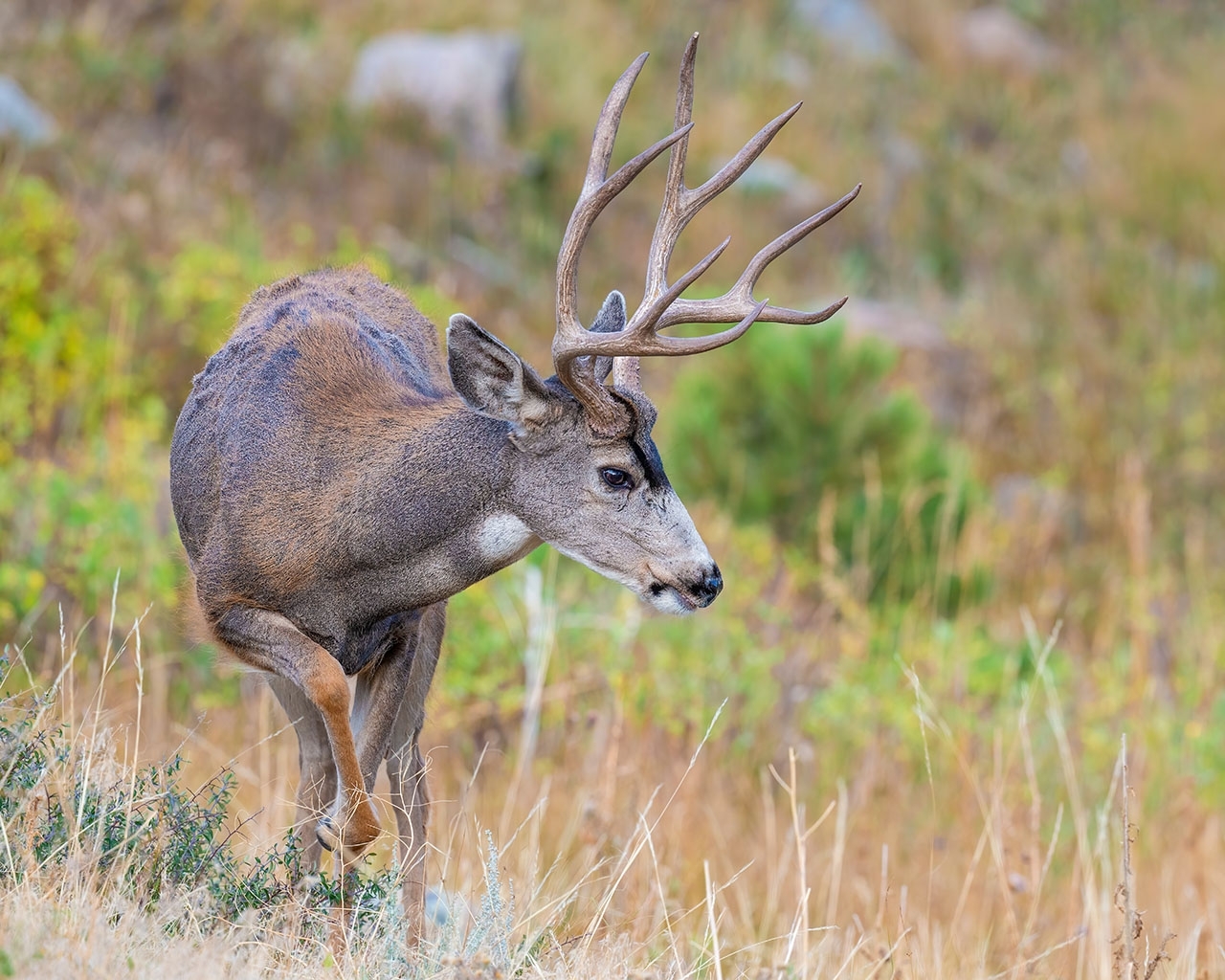 image of mule deer in an outdoor setting