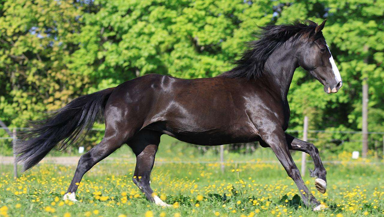 black TN walking horse running in a field with trees in the background