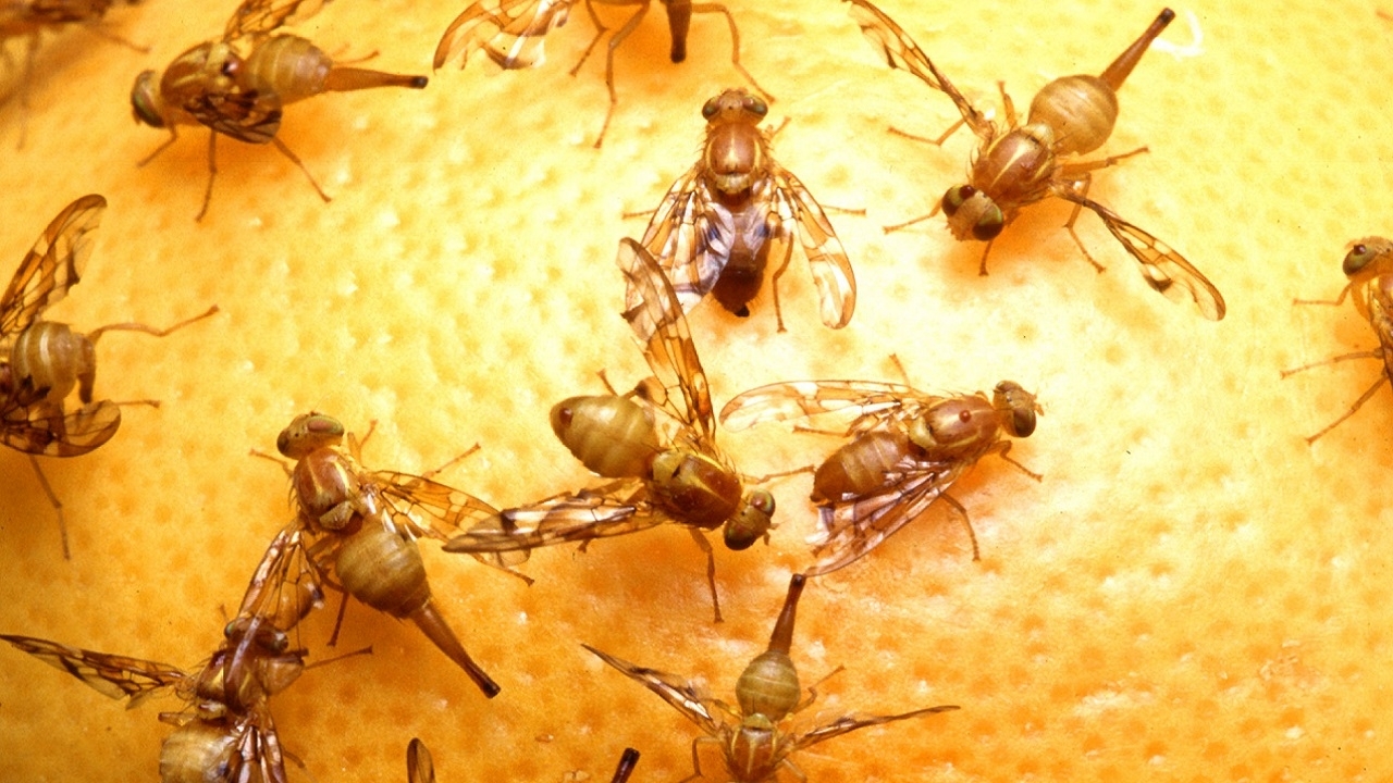 close up photo of Mexican fruit flies on an orange