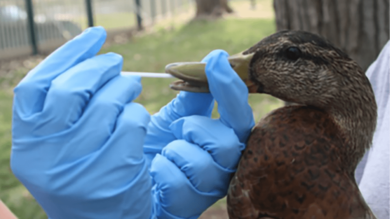 gloved hands swabbing a ducks mouth