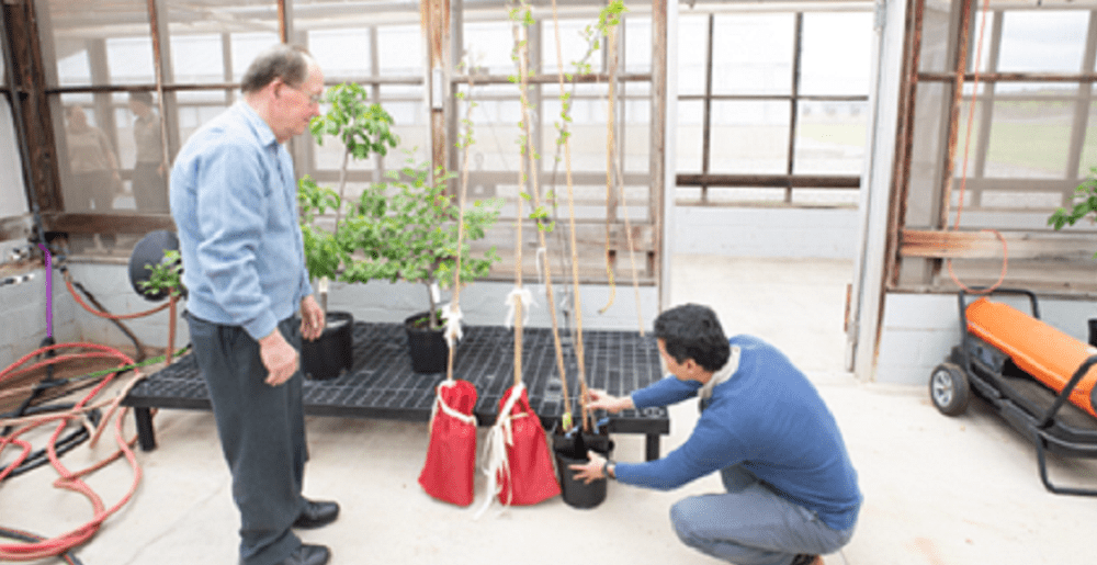 cherry-trees two men inspecting Japanese cherry trees in a facility