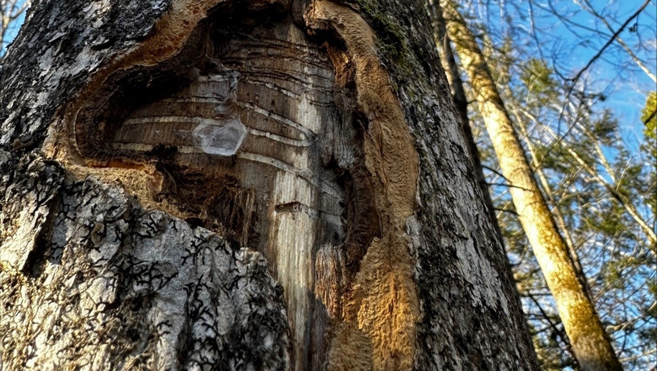 EAB damaged tree close up photo of emerald ash borer damage on a tree