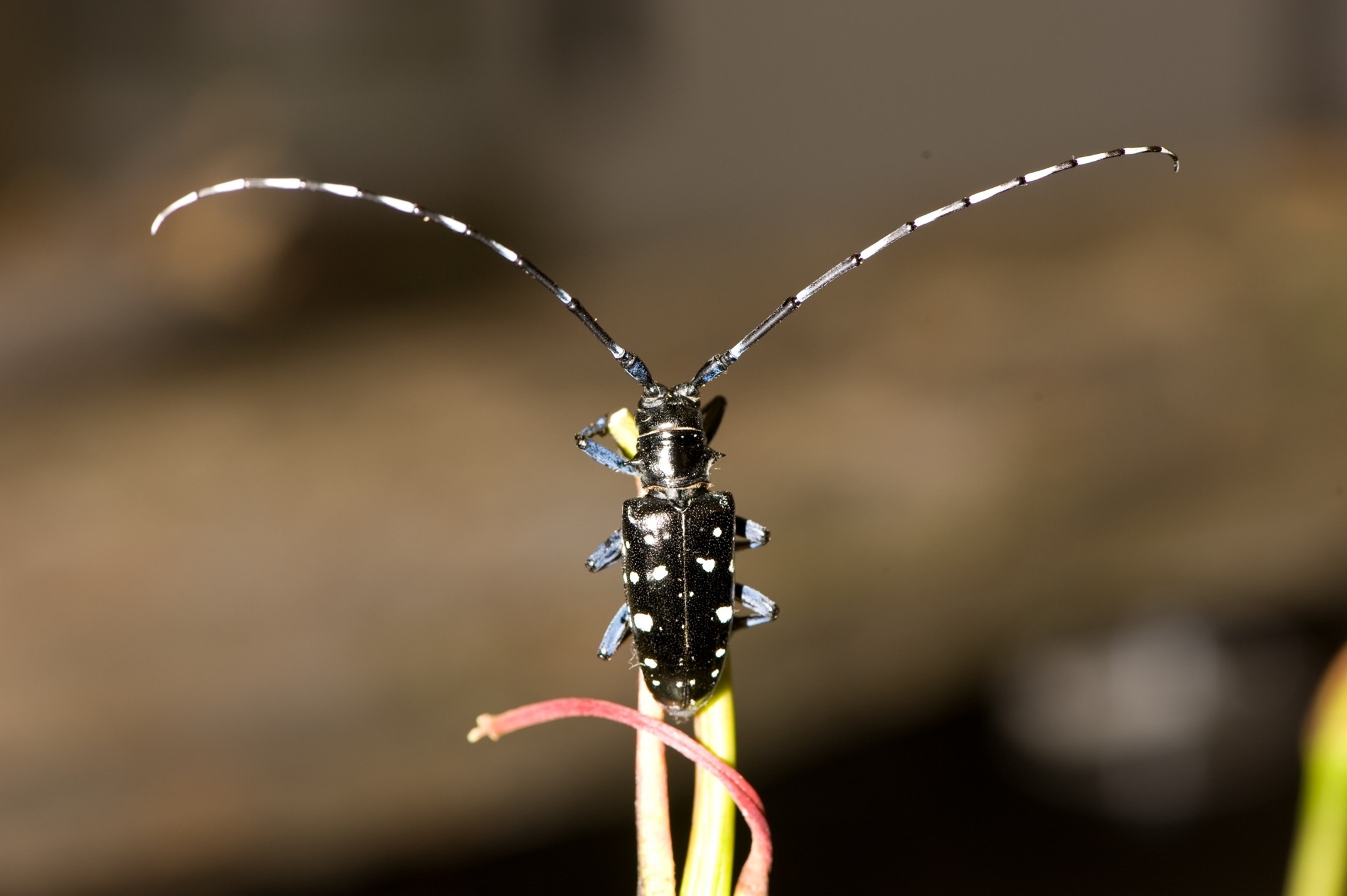 closeup of asian longhorned beetle sitting on the tip of a plant stem; beetle's back is facing camera to show full width of long antenna