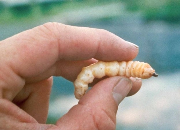 closeup image of a person's hand holding an asian longhorned beetle larva between their thumb and forefinger