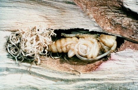 asian longhorned beetle pupa within a hole in wood; pupa is cream-colored and about 1 ½ inches long with curled antennae