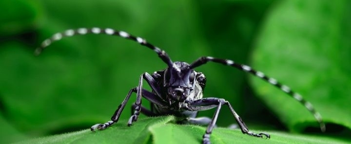 close up of an asian longhorned beetle on a leaf