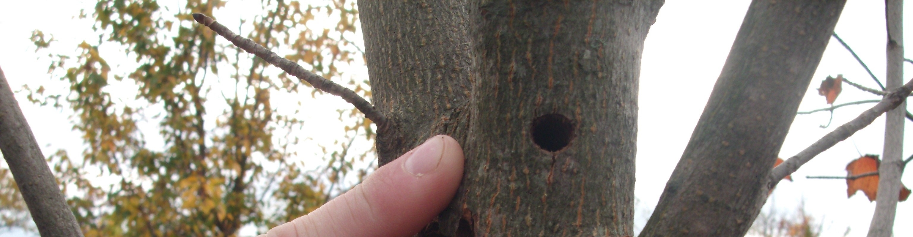 closeup image of person's finger pointing to an Asian longhorned beetle exit hole on the trunk of a tree