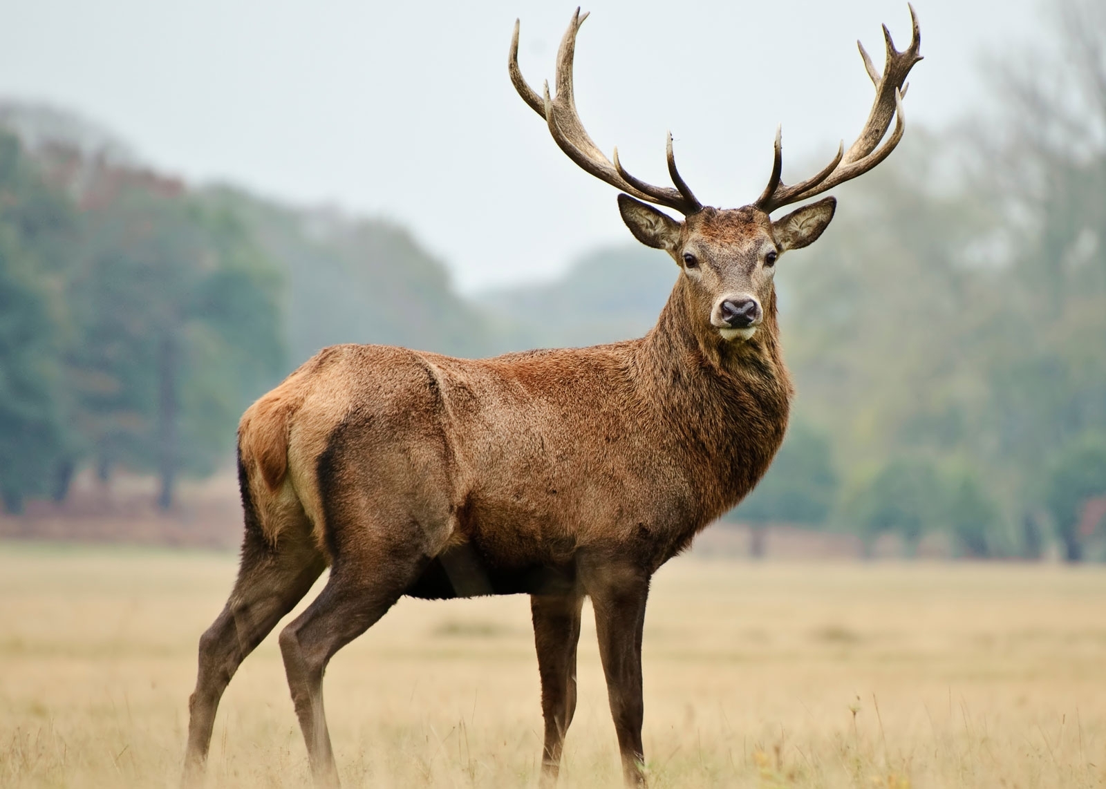 Buck deer standing in field Buck standing in field