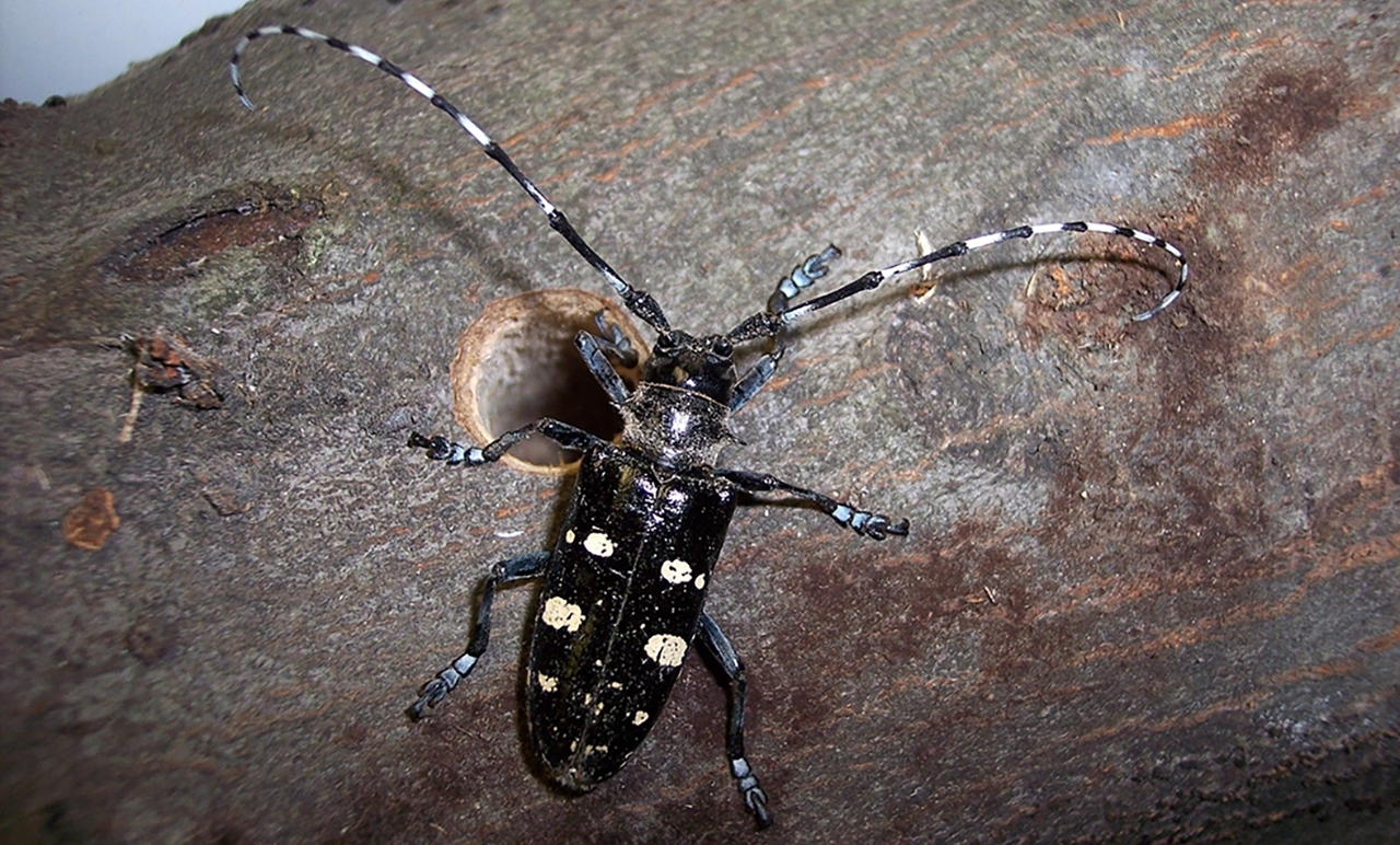 adult Asian longhorned beetle on a tree next to its exit hole
