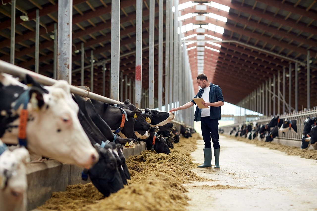man observing cattle in a barn