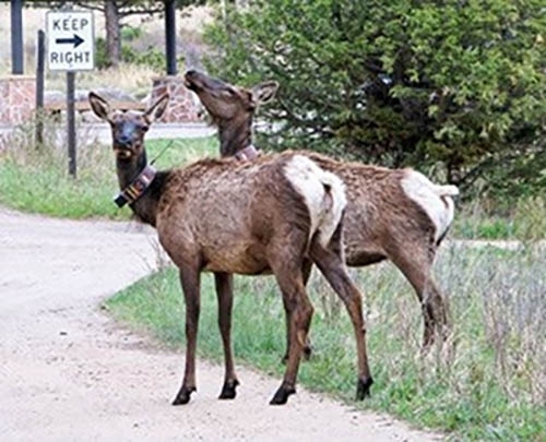 two-deer-cwd-surveillance.jpg Two deer standing near road with CWD surveillance gear