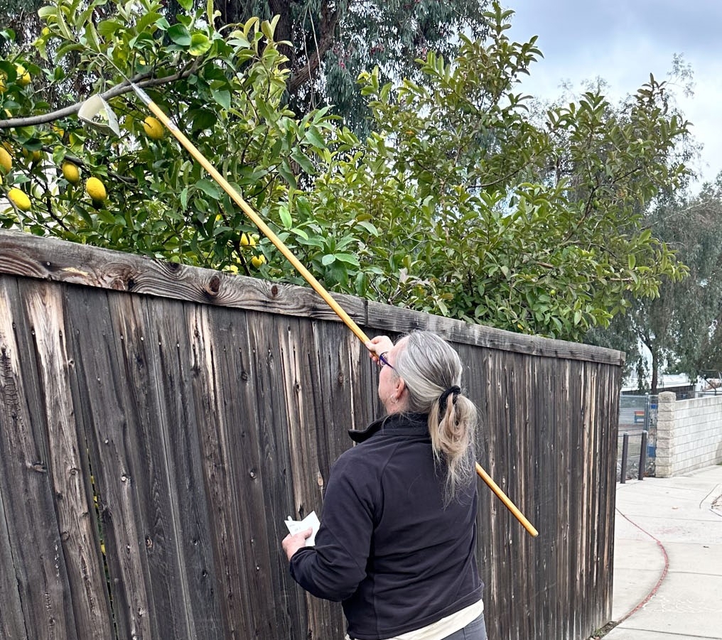 APHIS fruit fly surveyor