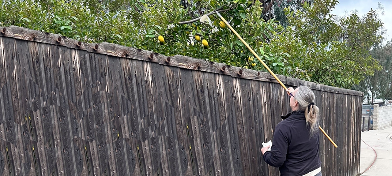 aphis-ff-surveyor-wide APHIS surveyor using a pole to check lemon trees