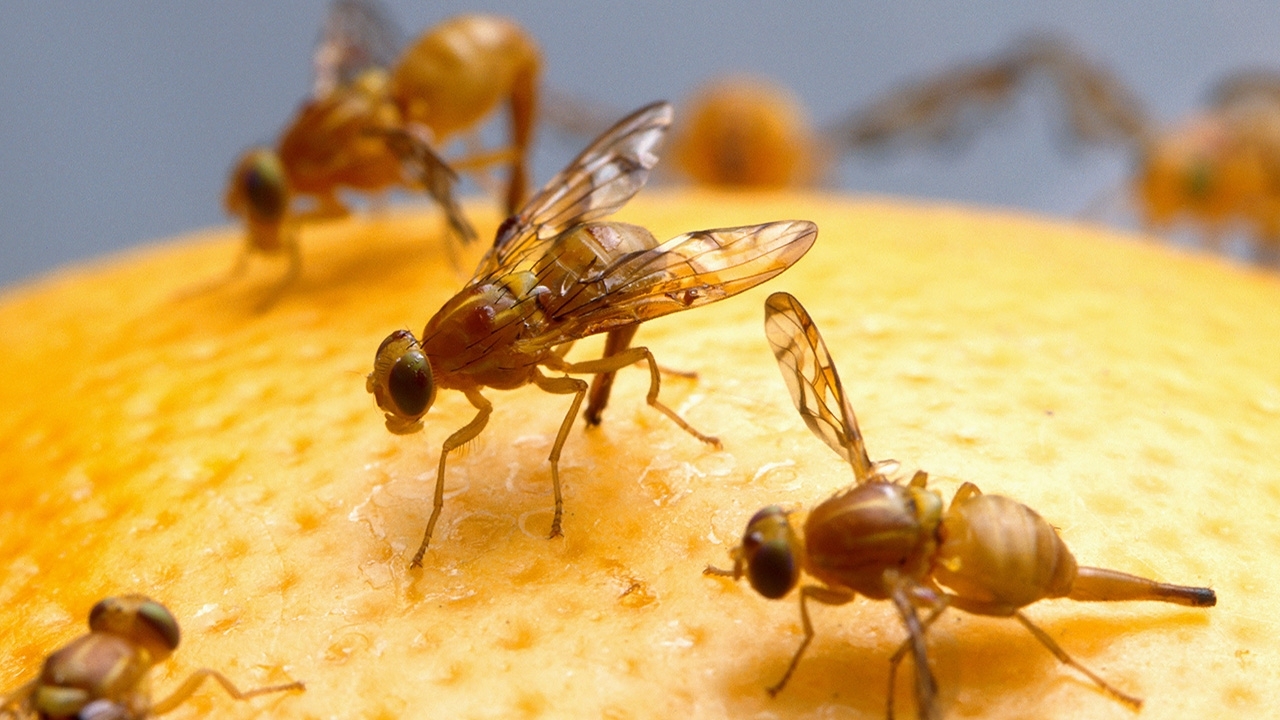 mff-small.jpg close-up of fruit flies on an orange
