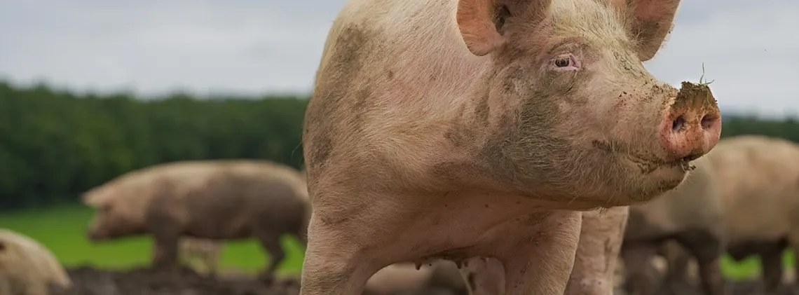 close up photo of a pink farm pig with other pigs in the background
