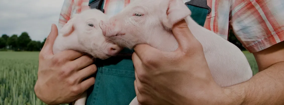 close up photo of hands holding two young piglets
